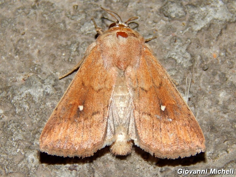 Noctuidae 4 da ID - Mithymna albipuncta